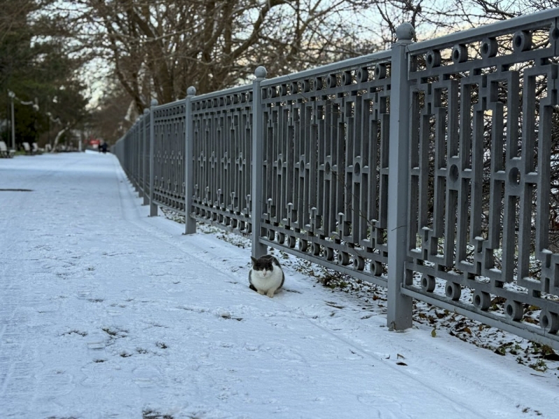 Депутат Хмелевской не нашел снегоуборочную технику в Краснодаре