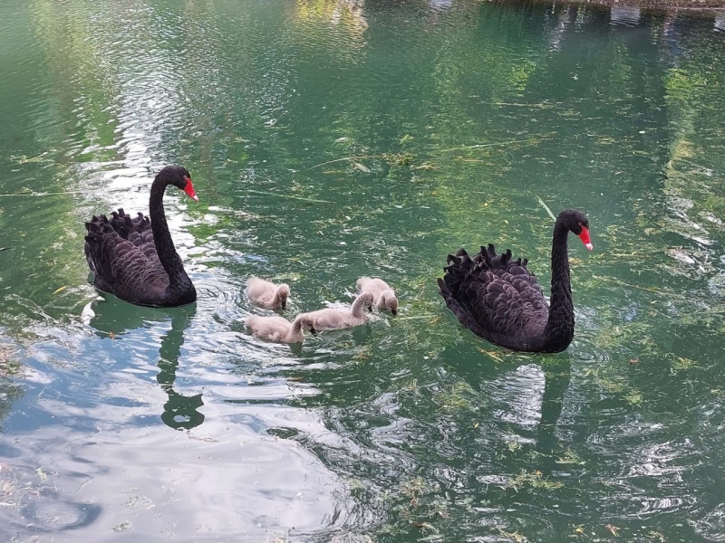 Лебединым озером закончились с обыски у главы Приморско-Ахтарского района