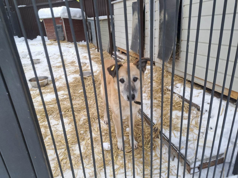 Собаки бродячие