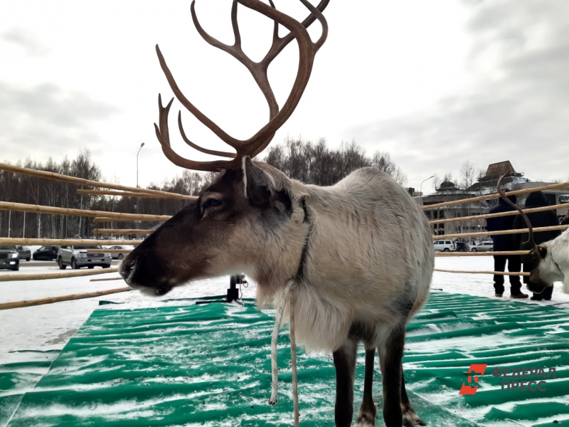 Дети оленеводов в 2020-2021 годах получат возможность поступить на целевые места в университеты страны