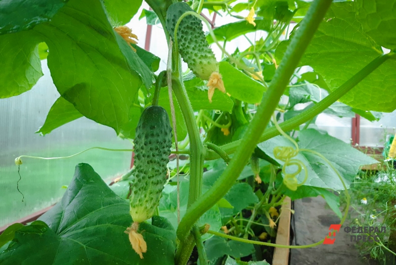огурцы