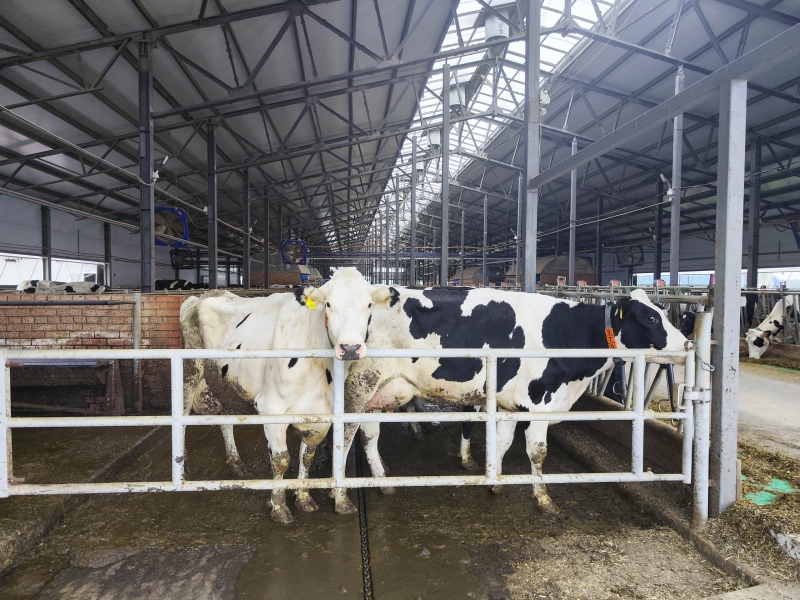 Крупный рогатый скот