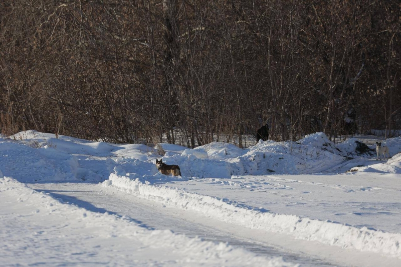 Отлов собак
