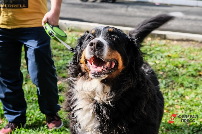 Нападение собаки