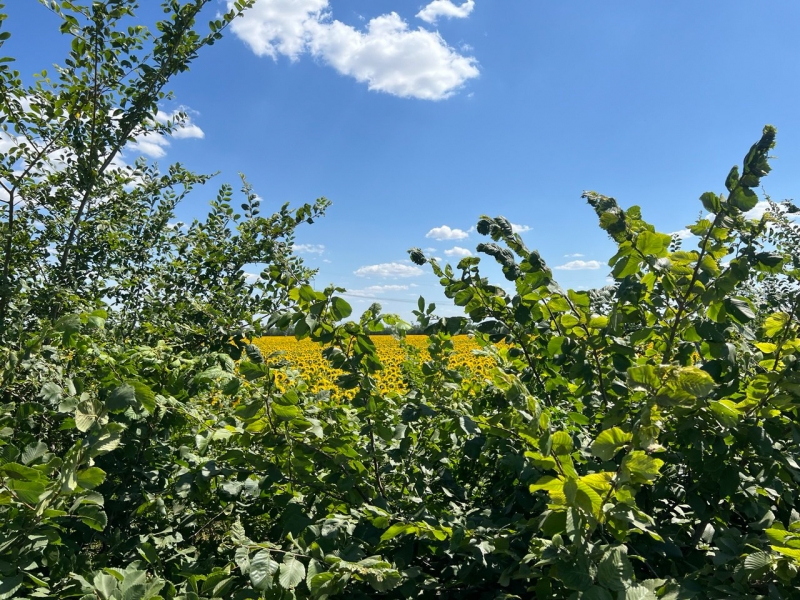 В трех района Кубани выявили очаги бруцеллеза и лейкоза