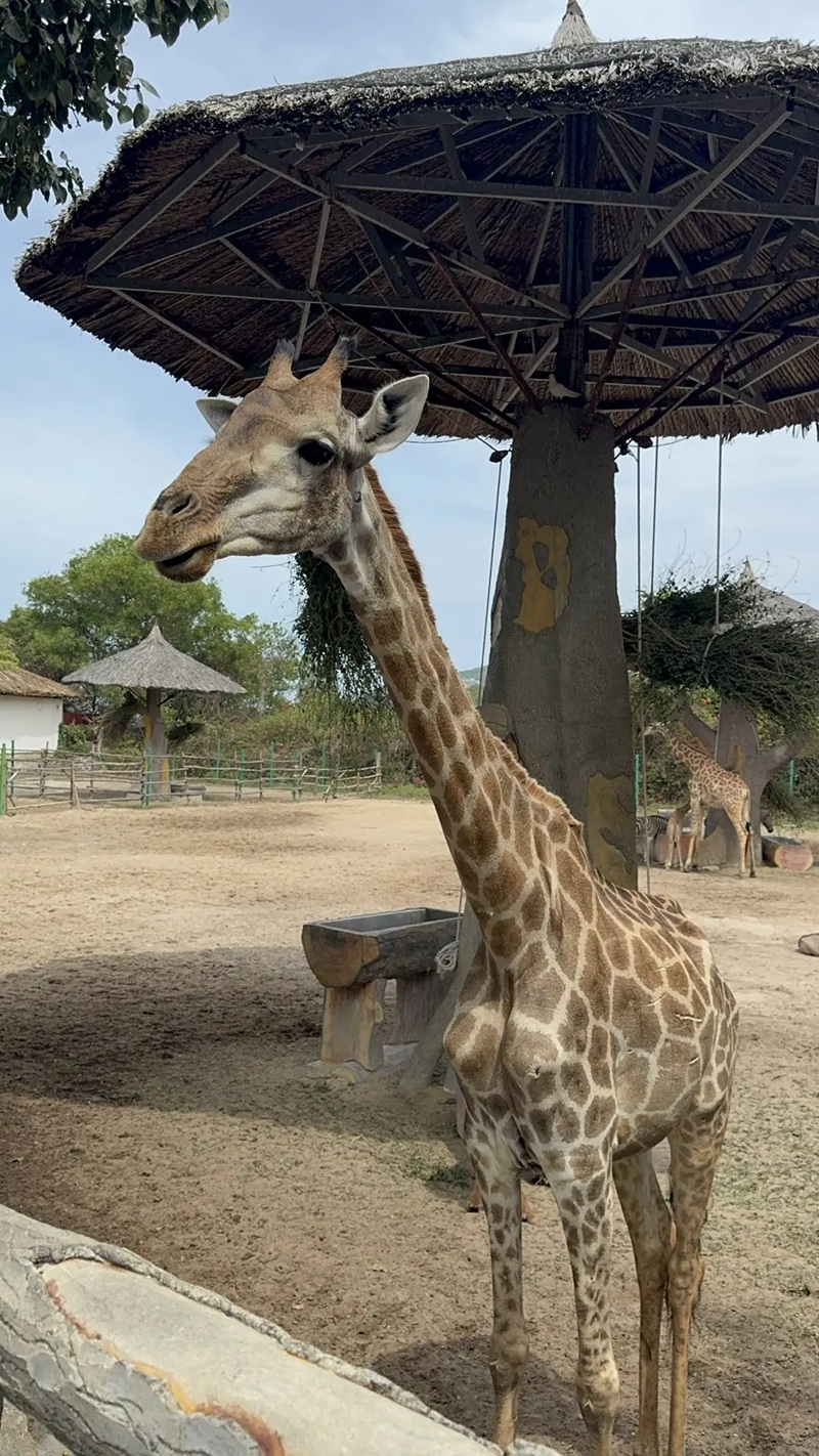 Отдых в Нячанге понравился приморцам сильнее, чем в Таиланде