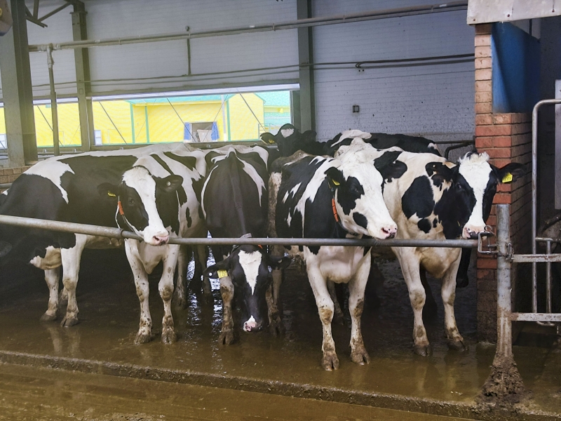 Коровки в коровнике