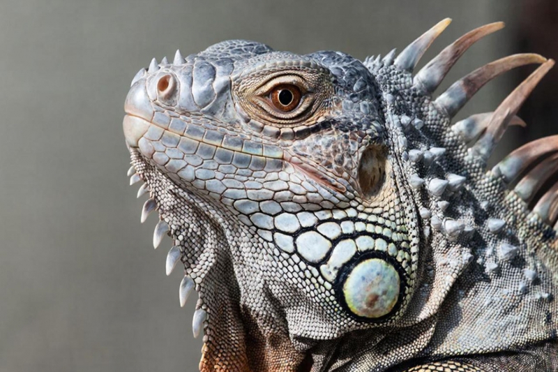 игуана