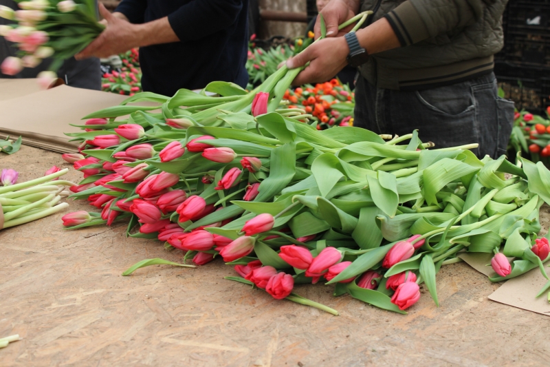 Свердловские цветы уехали в Казахстан