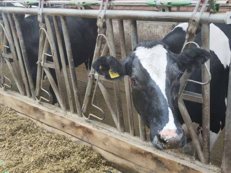 В регионе остается все меньше сельхозживотных