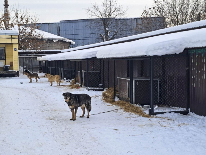 Живодеров задержали силовики