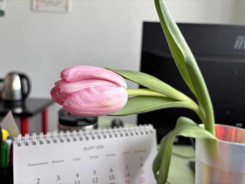 В Екатеринбурге цветы одни из самых доступных в стране