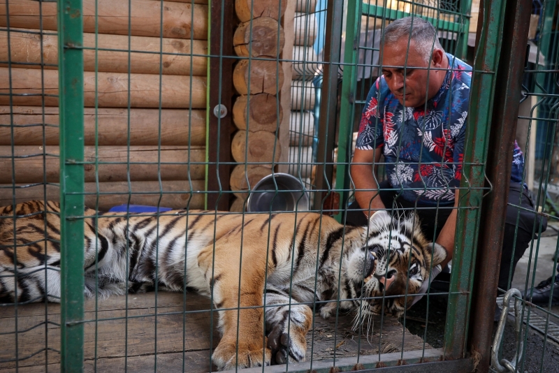 Животные полностью доверяют Даллакяну