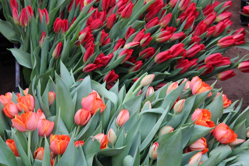 Тюльпаны