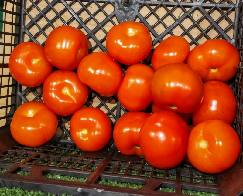 Помидоры