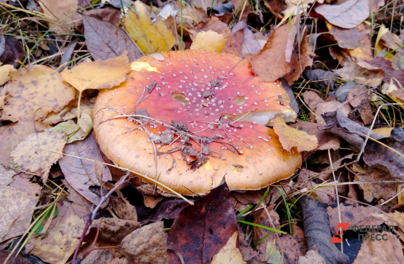 Перед посещением леса, пусть даже на короткое время, необходимо тщательно готовиться