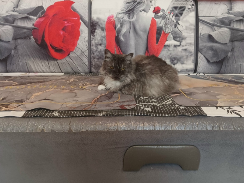 Уличные кошки находят заботу в домах первоуральцев