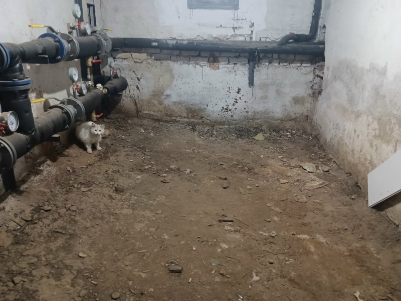 Уличные кошки находят заботу в домах первоуральцев