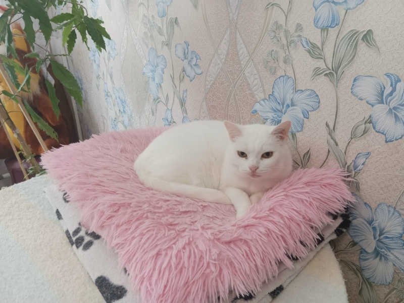 Уличные кошки находят заботу в домах первоуральцев