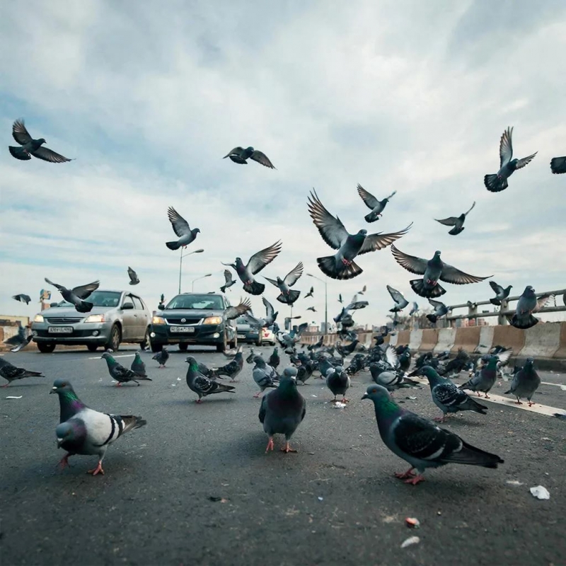 Голуби