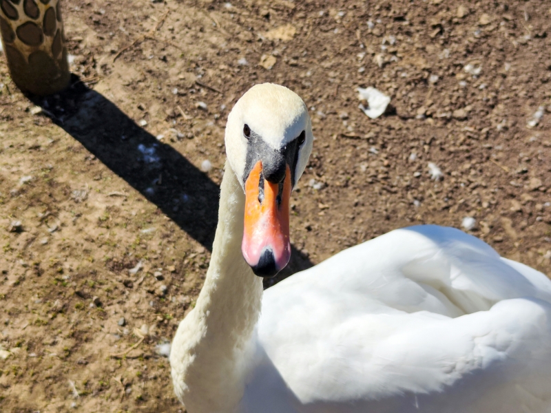 Местные жители любили и подкармливали лебедя