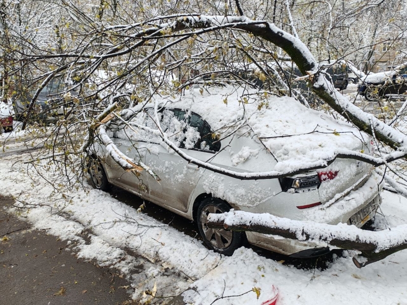 Упавшие деревья