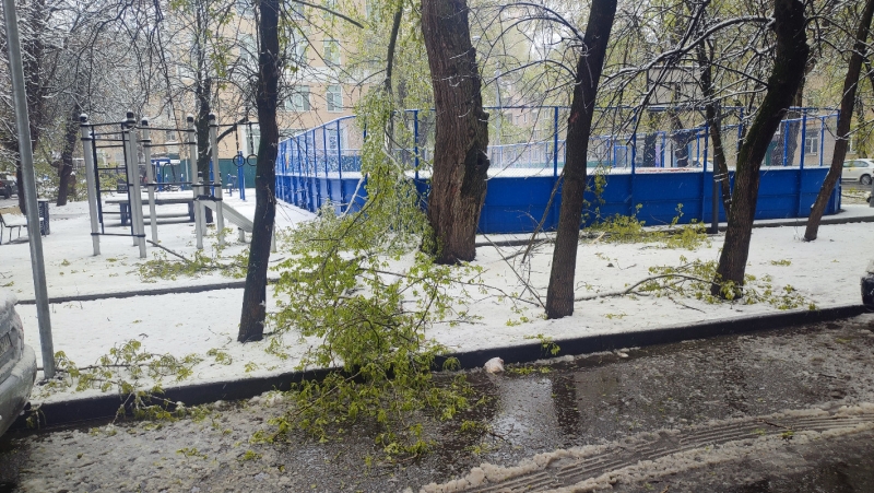 Упавшие деревья