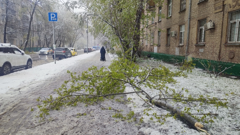 Упавшая ветка на Солнечногорской улице в Москве