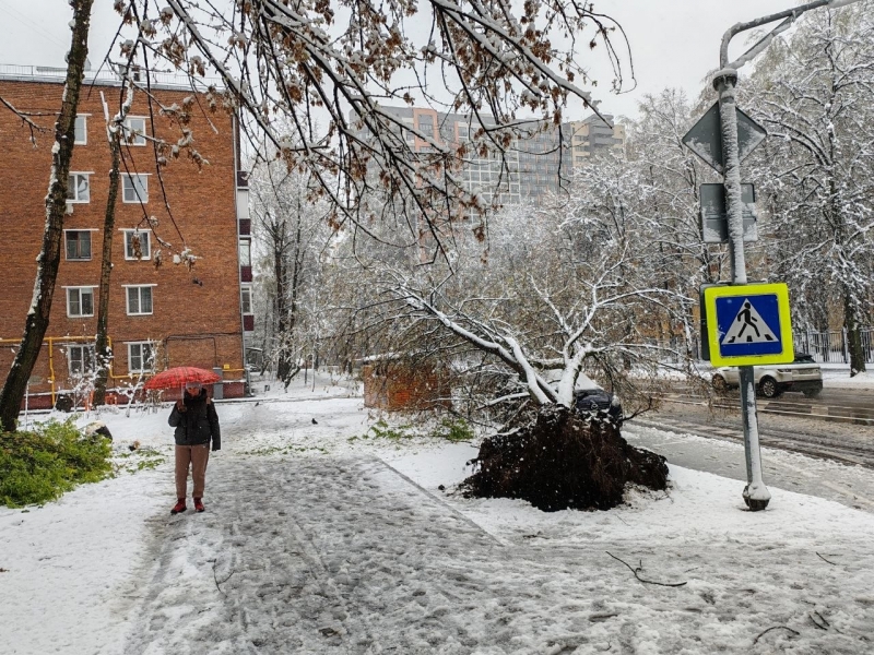 Упавшие деревья