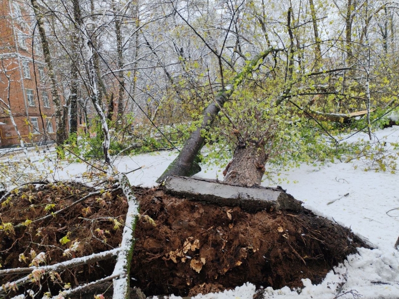 Упавшие деревья