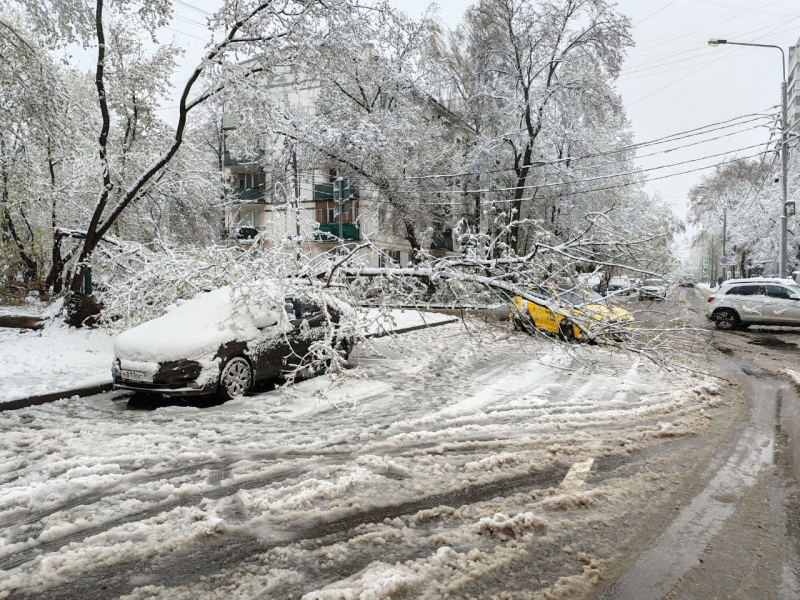Упавшие деревья