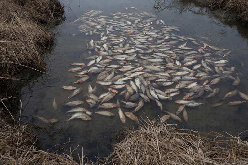 Мор рыбы в Краснодарском крае оценили в 50 миллионов