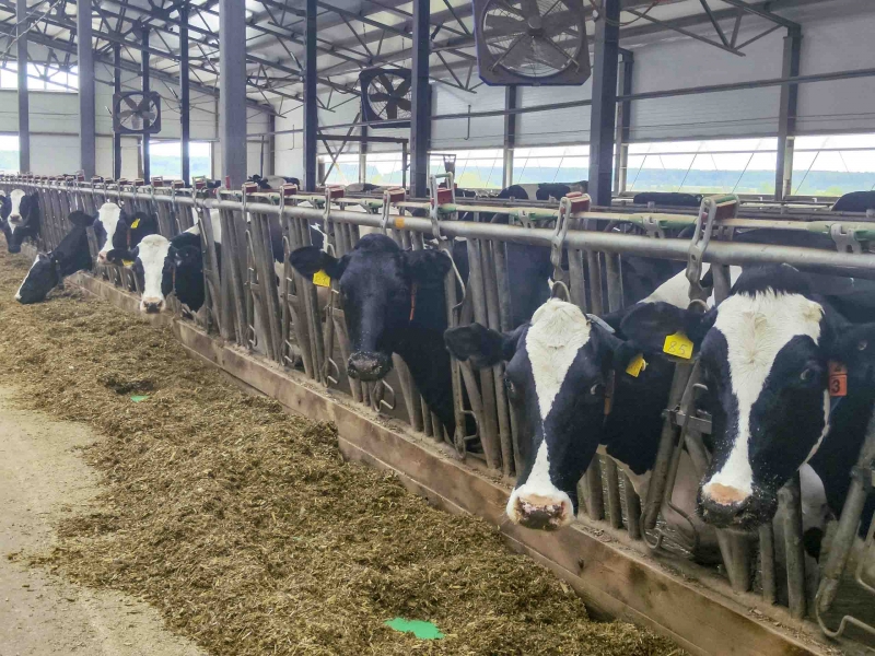 Ферма коровы