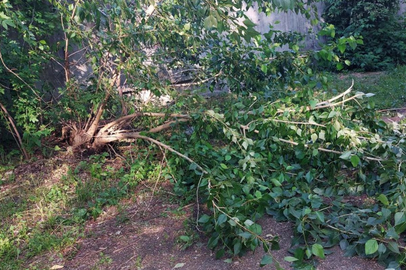 Поваленное дерево