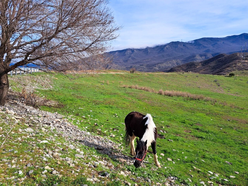 Лошадь в поле