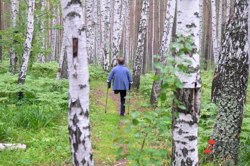 Березы