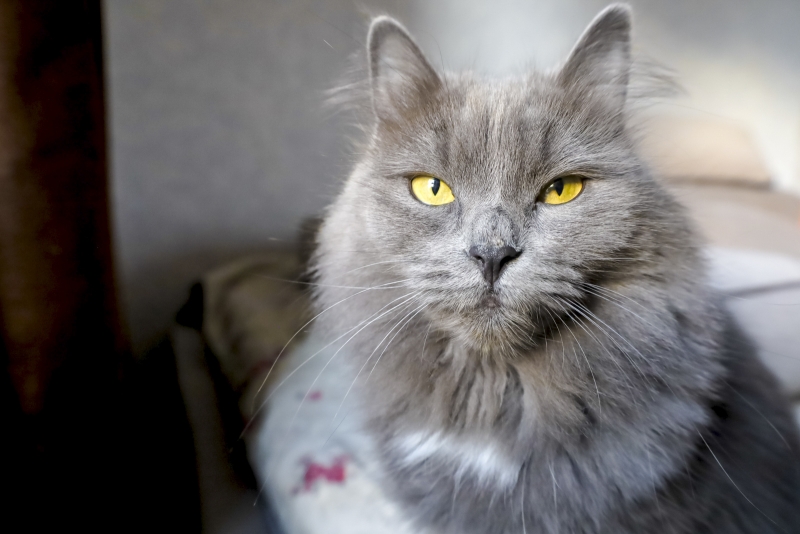 кот
