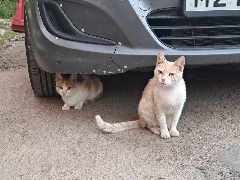 кошки