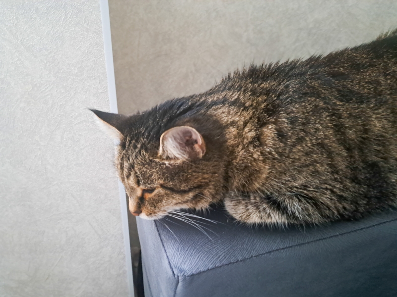 Кот