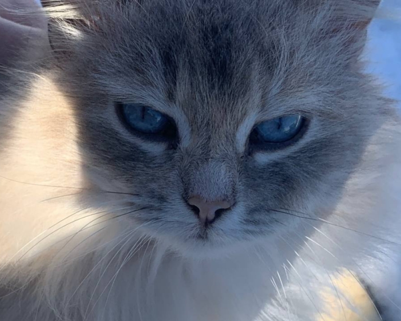 Кот