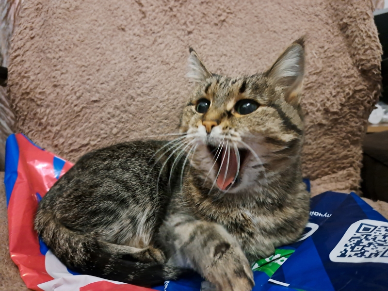 Кошка