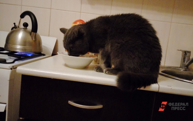 Кошка на столе