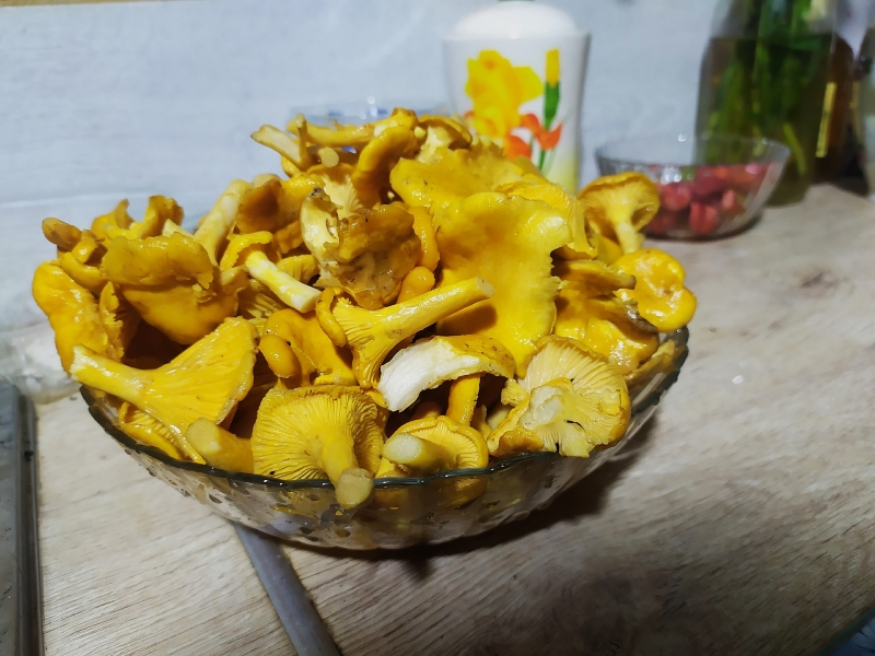 лисички