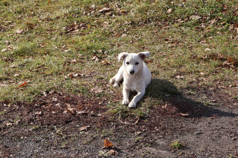 собака