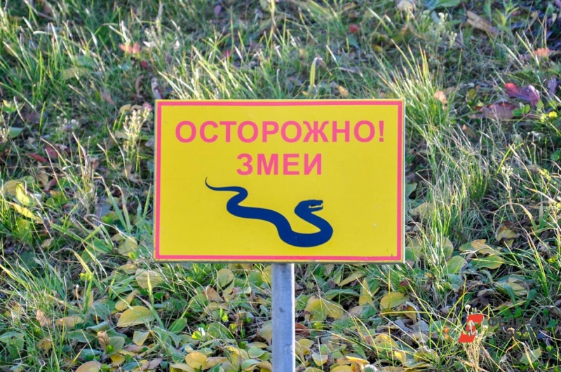 змея