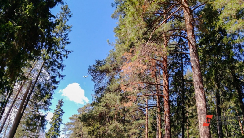 Лес