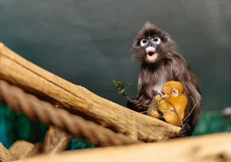Малыши у лангуров рыжие