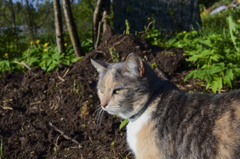 Кошка на огороде