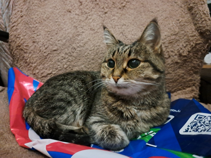 кошка