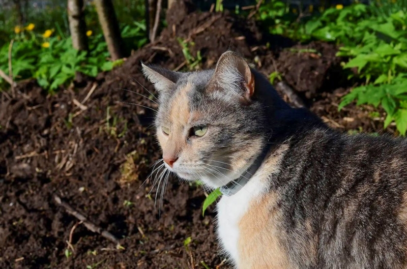 кот